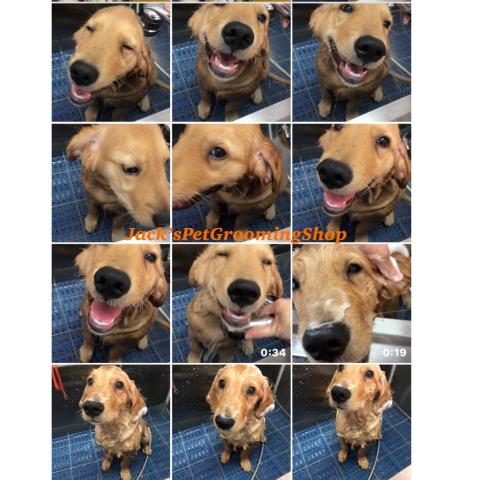 Jack&rsquo;sPetGroomingShop - 金毛沖涼服務