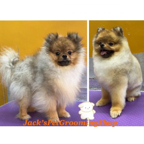 Jack&rsquo;sPetGroomingShop - 松鼠狗仔沖涼剪毛服務