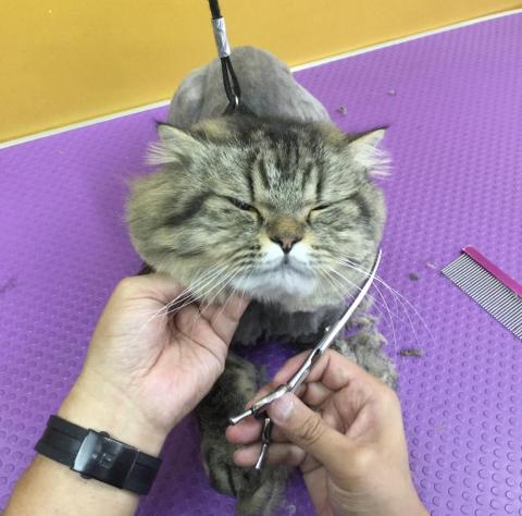 Jack&rsquo;sPetGroomingShop - 貓貓沖涼剪毛服務