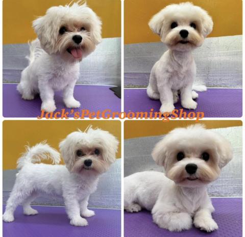 Jack&rsquo;sPetGroomingShop - 摩天使沖涼剪毛