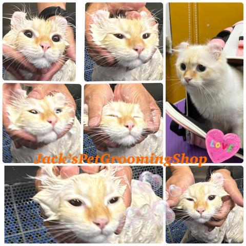 Jack&rsquo;sPetGroomingShop - 貓貓沖涼服務