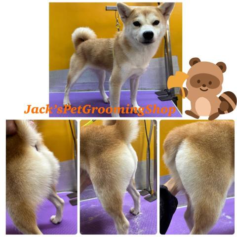 Jack&rsquo;sPetGroomingShop - 柴犬沖涼修毛服務
