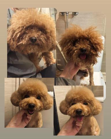 PetStory - 基本美容+嚴重解結+半手剪造型