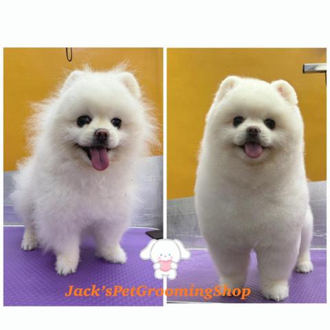 Jack&rsquo;sPetGroomingShop - 松鼠狗沖涼+Spa+剪毛服務