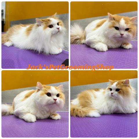 Jack&rsquo;sPetGroomingShop - 貓貓沖涼剪毛服務