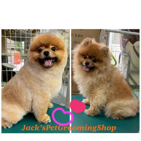 Jack&rsquo;sPetGroomingShop - 松鼠狗沖涼剪毛服務