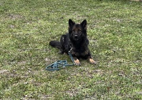 阿Ka - O’ My Paws Dog Training -  阿Ka - O’ My Paws Dog Training -