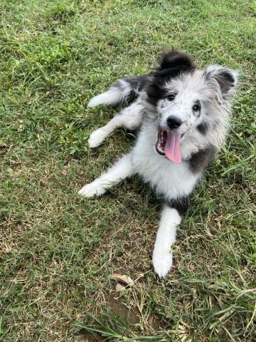 阿Ka - O’ My Paws Dog Training -  阿Ka - O’ My Paws Dog Training -