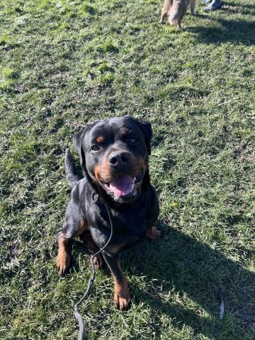 阿Ka - O’ My Paws Dog Training -  阿Ka - O’ My Paws Dog Training -