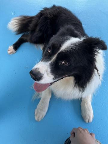 阿Ka - O’ My Paws Dog Training -  阿Ka - O’ My Paws Dog Training -