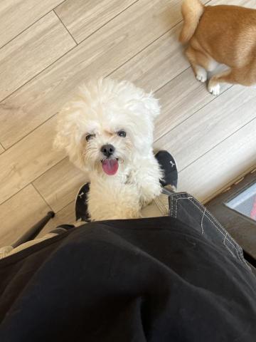 阿Ka - O’ My Paws Dog Training -  阿Ka - O’ My Paws Dog Training -