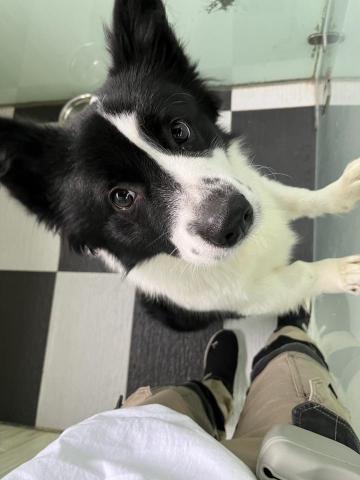 阿Ka - O’ My Paws Dog Training -  阿Ka - O’ My Paws Dog Training -