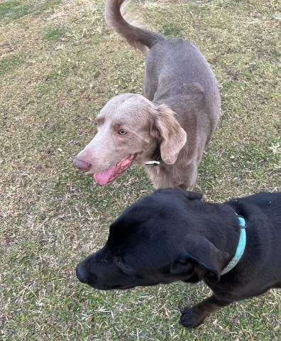 阿Ka - O’ My Paws Dog Training -  阿Ka - O’ My Paws Dog Training -