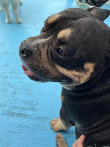 阿Ka - O’ My Paws Dog Training -  阿Ka - O’ My Paws Dog Training -