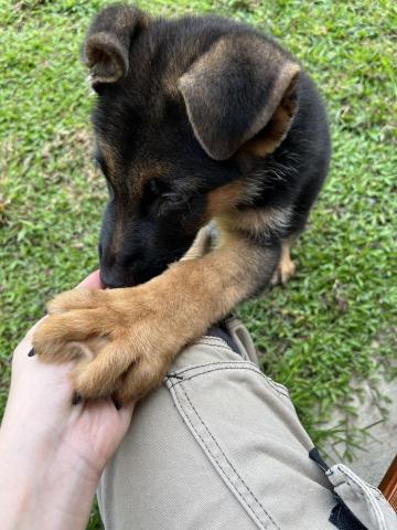 阿Ka - O’ My Paws Dog Training -  阿Ka - O’ My Paws Dog Training -