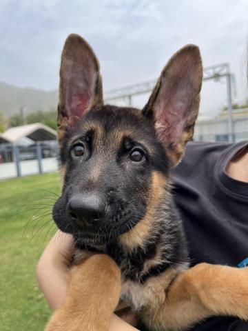 阿Ka - O’ My Paws Dog Training -  阿Ka - O’ My Paws Dog Training -