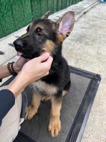 阿Ka - O’ My Paws Dog Training -  阿Ka - O’ My Paws Dog Training -