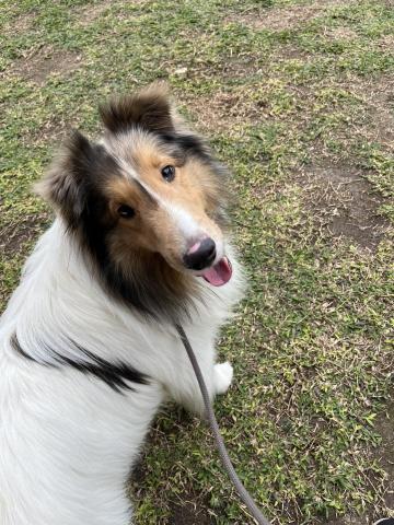 阿Ka - O’ My Paws Dog Training -  阿Ka - O’ My Paws Dog Training -