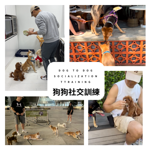 dannis lee -  dannis lee -