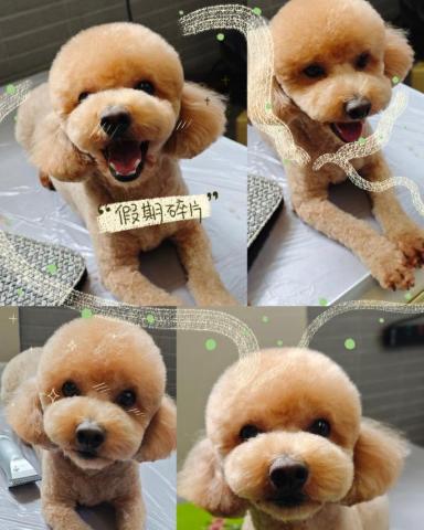 may may小魔女 - 多士