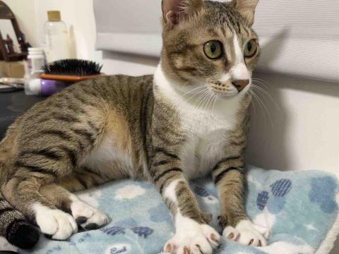 香港九龍照顧達人PetPet Sitter🤘 - 