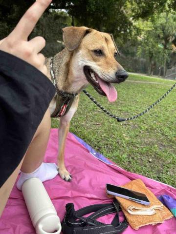 香港九龍照顧達人PetPet Sitter🤘 - 