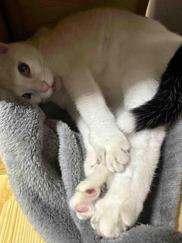 香港九龍照顧達人PetPet Sitter🤘 - 