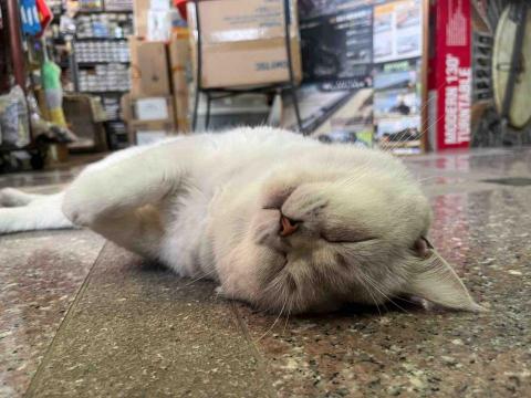 香港九龍照顧達人PetPet Sitter🤘 - 