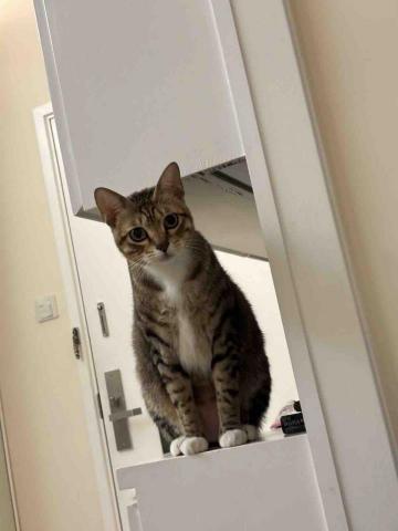 香港九龍照顧達人PetPet Sitter🤘 - 