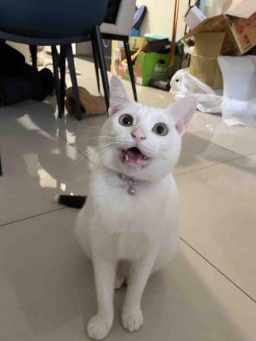 香港九龍照顧達人PetPet Sitter🤘 - 