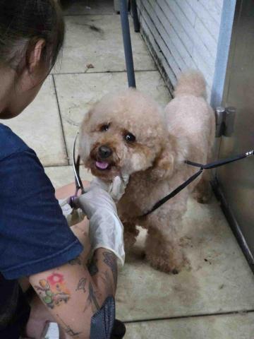 threemomo -  threemomo -