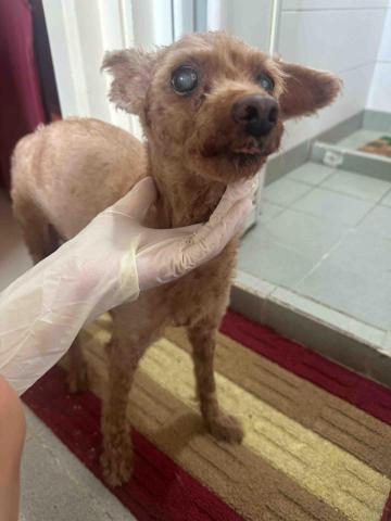 threemomo -  threemomo -