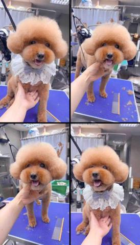 PetStory - 15歲半手剪