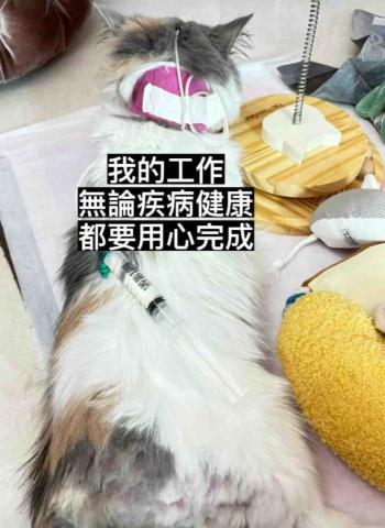 PetStory - 上門醫護保姆，打水