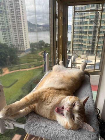 Alex Au 寵物照顧服務 - 我的貓咪-拉拉