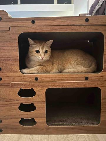 FelineMeow HK -  FelineMeow HK -