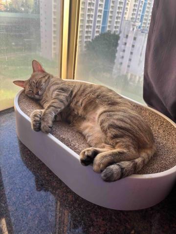 Alex Au 寵物照顧服務 - 我的貓咪，嗎菲