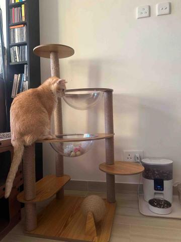 Alex Au 寵物照顧服務 - 