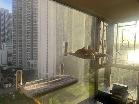 FelineMeow HK -  FelineMeow HK -