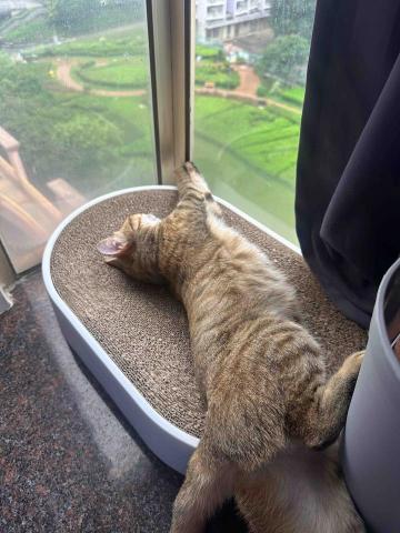 FelineMeow HK -  FelineMeow HK -