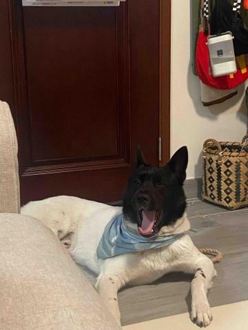 🐕屯元天荃 遛狗專員 Sally Mum - 