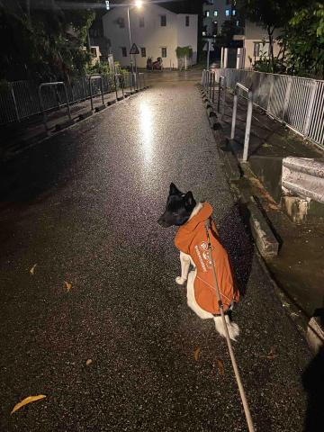 🐕屯元天荃 遛狗專員 Sally Mum - 