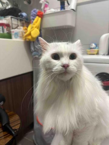 threemomo -  threemomo -