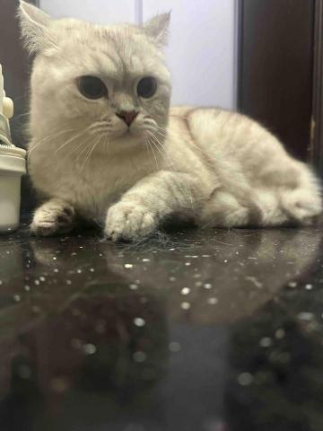 threemomo -  threemomo -