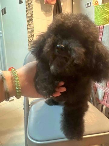 threemomo -  threemomo -