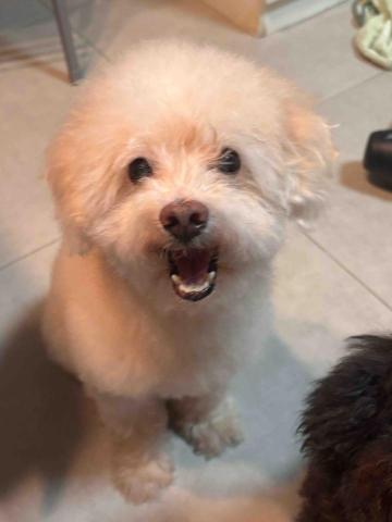 threemomo -  threemomo -