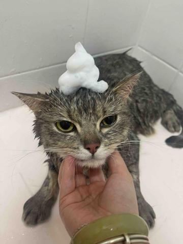 留下喵步 -  留下喵步 -