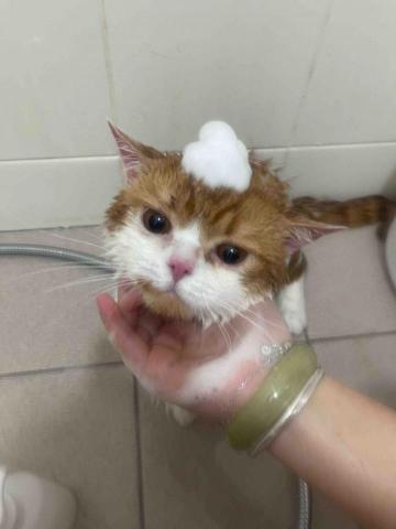 留下喵步 -  留下喵步 -