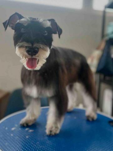 Love.pets_grooming - 半手剪