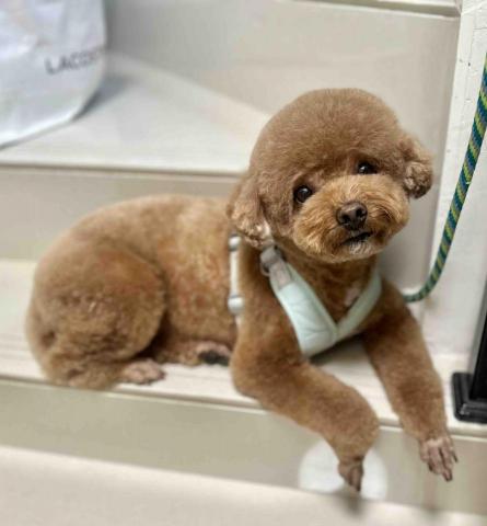 Love.pets_grooming - 半手剪